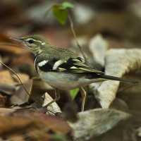 Forest Wagtail